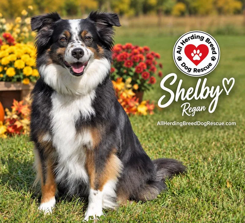 Shelby thumbnail 2