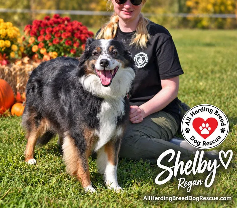 Shelby thumbnail 3