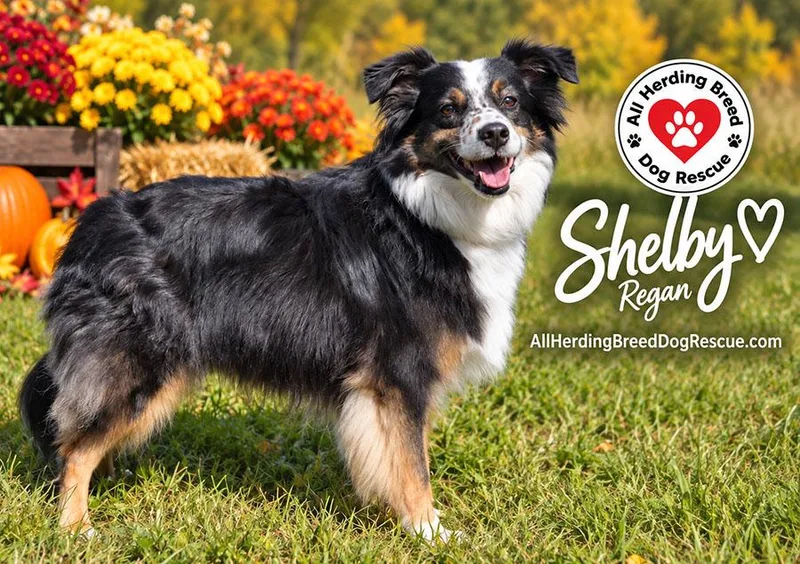Shelby thumbnail 4
