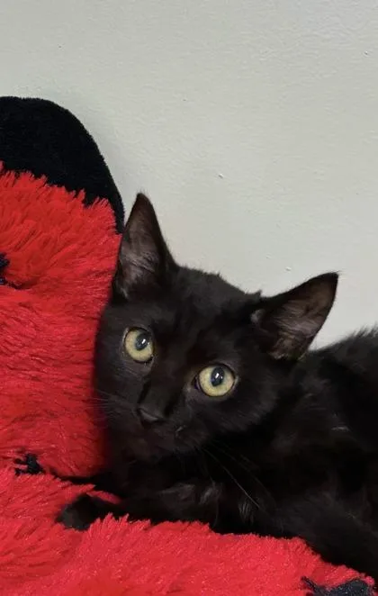 A baby medium-sized male Domestic Short Hair cat named Mario for adoption in Picayune, MS
