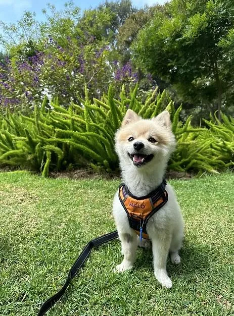 An adult small-sized male White / Cream Pomeranian dog named Green for adoption in Placentia, CA