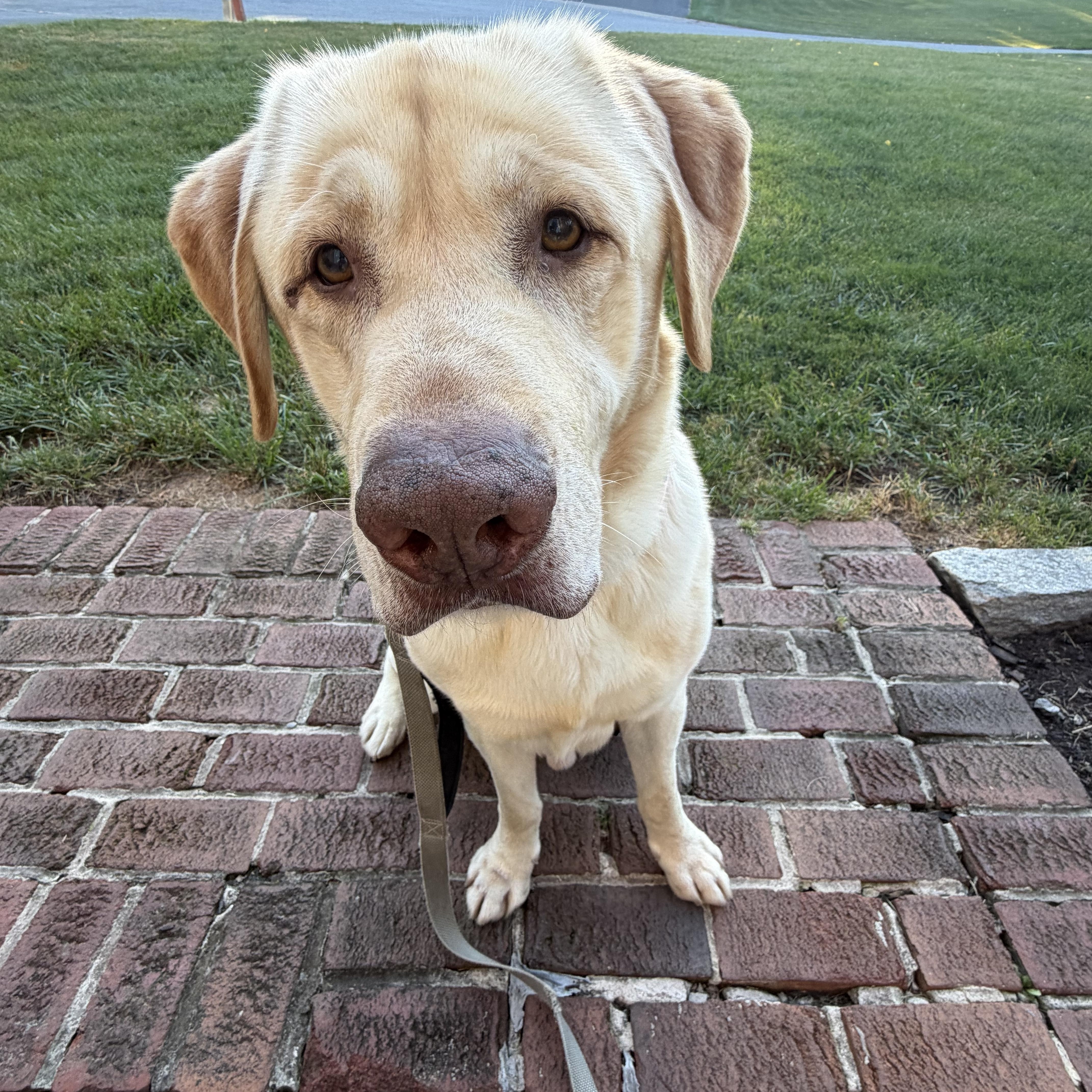 An adult large-sized male Yellow / Tan / Blond / Fawn Labrador Retriever dog named Miles for adoption in Warrington, PA