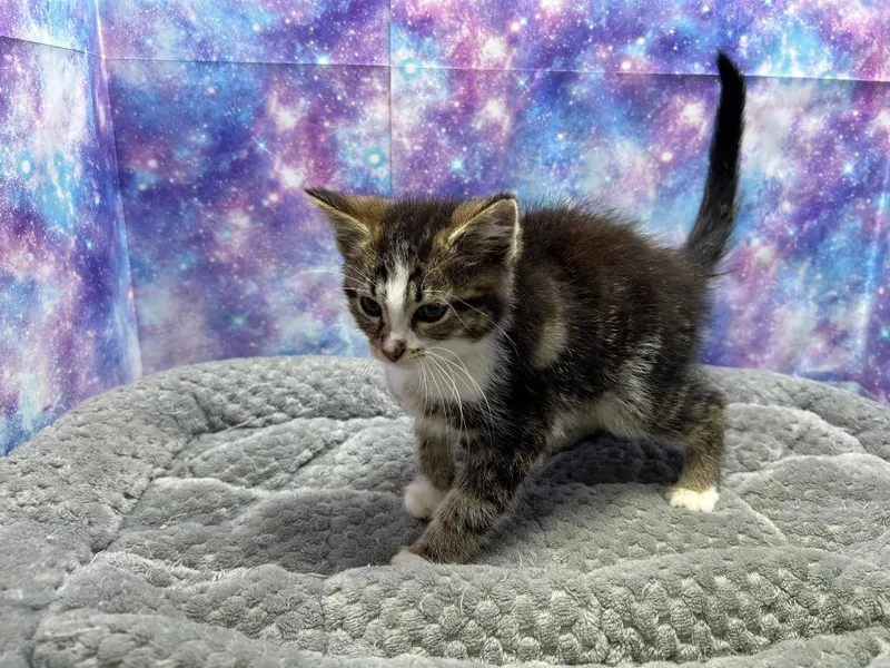 A baby small-sized male Domestic Short Hair cat named Tony The Tiger for adoption in Washington Court House, OH