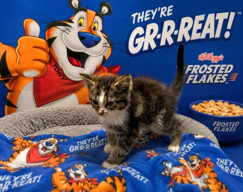 Tony The Tiger thumbnail 2