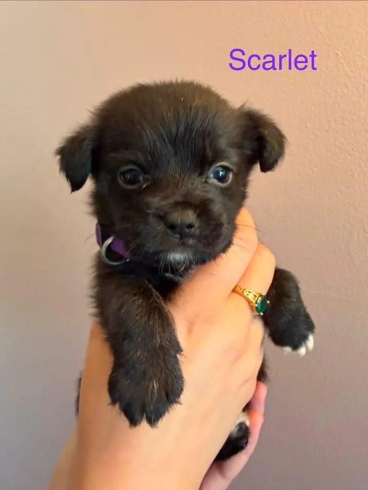Scarlet thumbnail 2