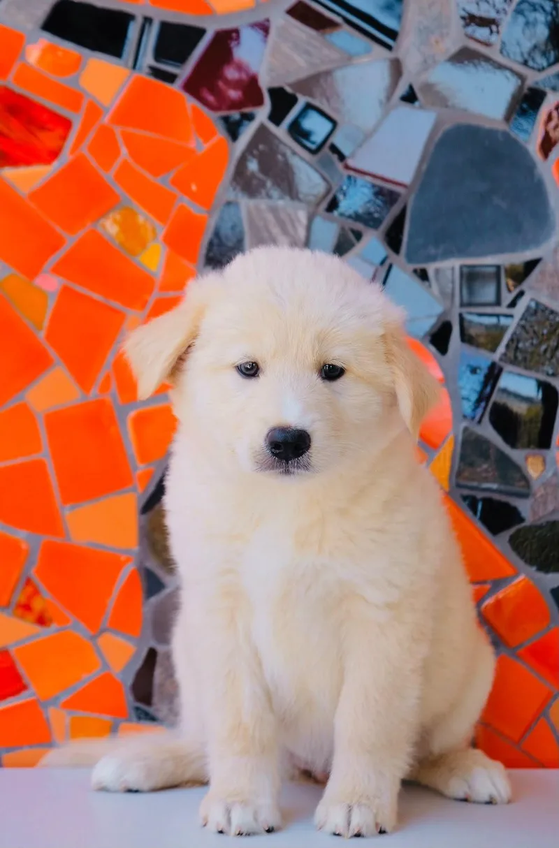 A baby medium-sized female Golden Retriever dog named Spain Pup— Murcia for adoption in San Diego, CA