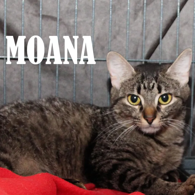 A young medium-sized female Gray / Blue / Silver Domestic Short Hair cat named Moana for adoption in Mooresville, NC