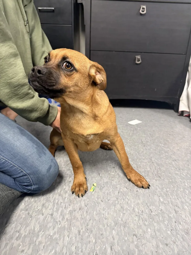 A young medium-sized male Pug dog named Reeses for adoption in Las Vegas, NM