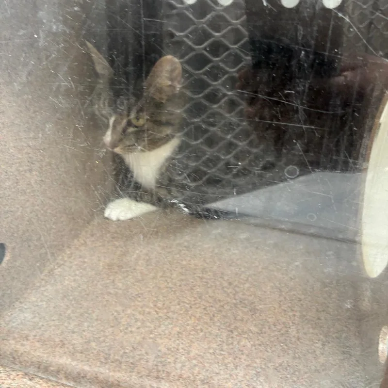 A senior medium-sized female Gray / Blue / Silver American Shorthair cat named Princess for adoption in Greensboro, NC