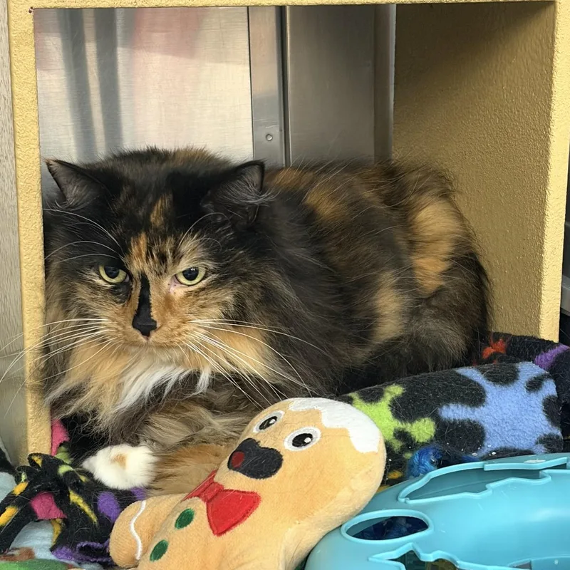 An adult medium-sized female Tortoiseshell Domestic Long Hair cat named Remie for adoption in Omaha, NE