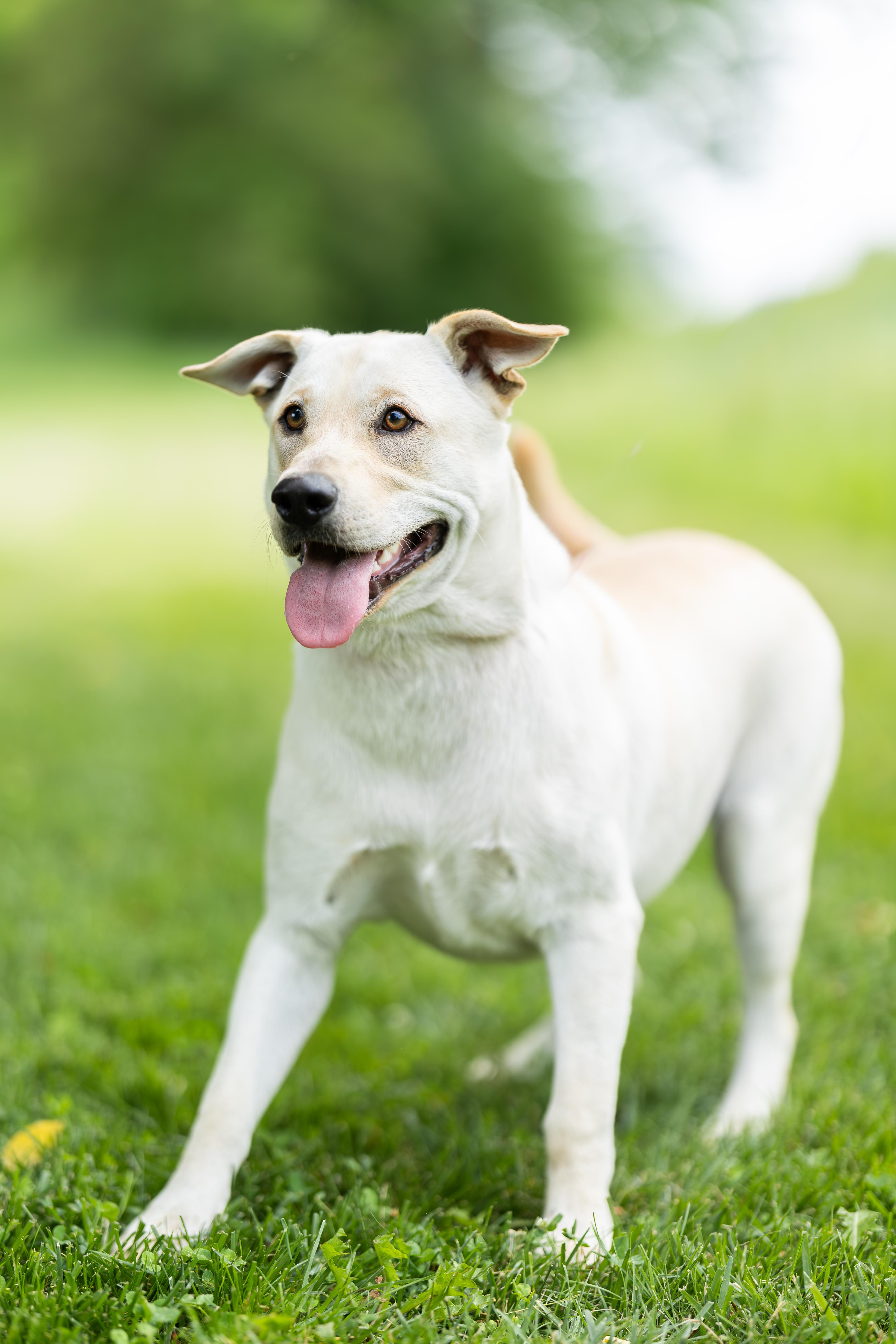 A young large-sized male Apricot / Beige Labrador Retriever dog named Murphy for adoption in Blair, NE