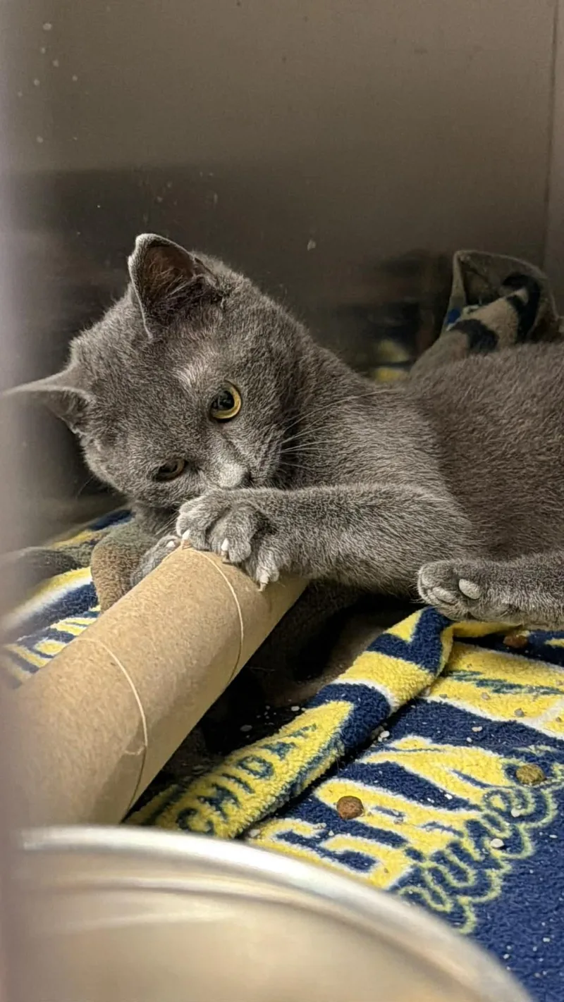 A young small-sized female Gray / Blue / Silver Domestic Short Hair cat named Koi for adoption in Fremont, MI