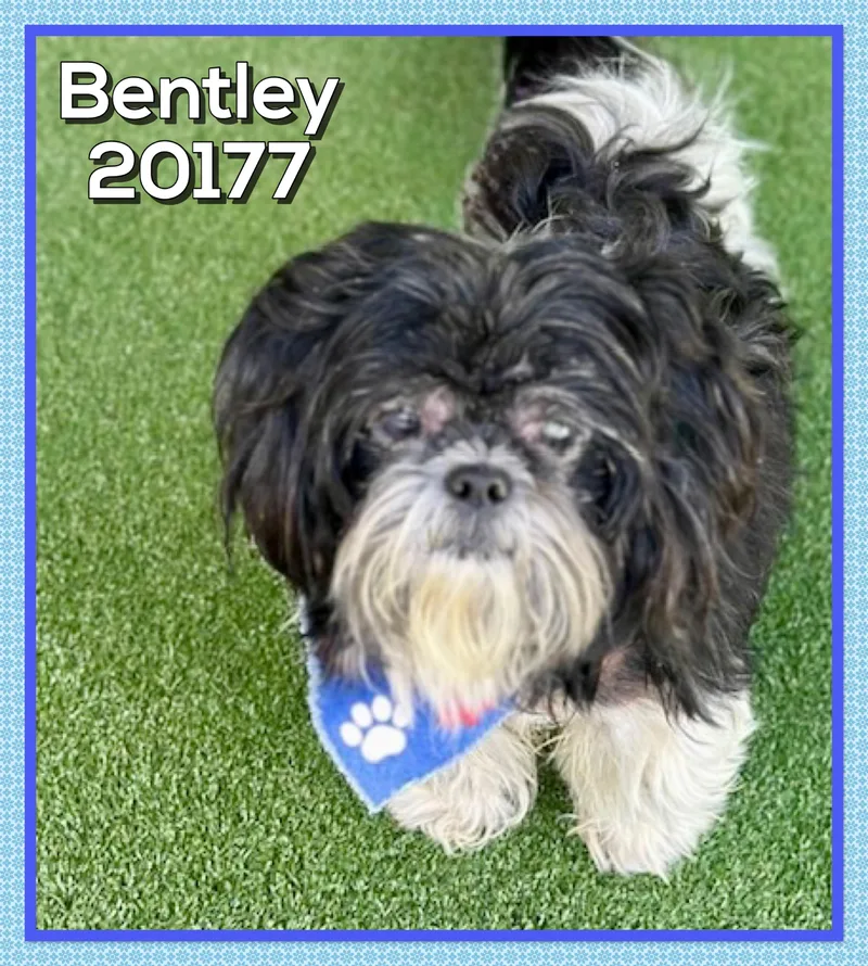Bentley