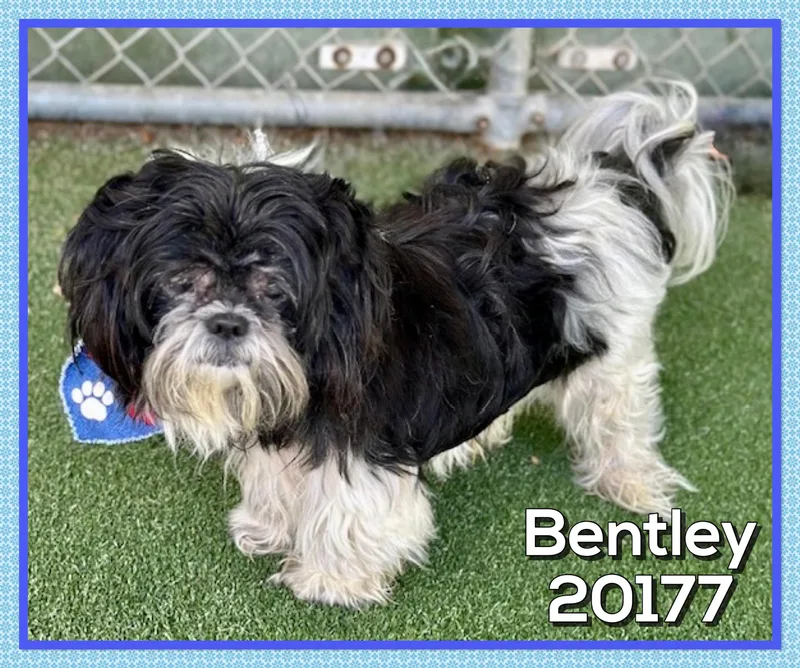 Bentley thumbnail 2