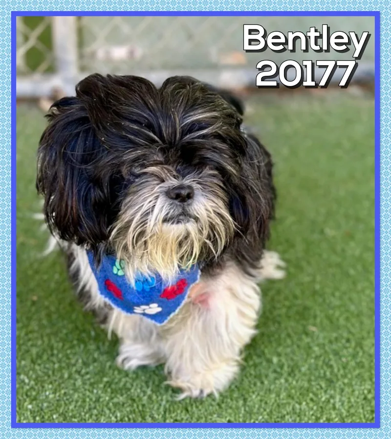 Bentley thumbnail 3