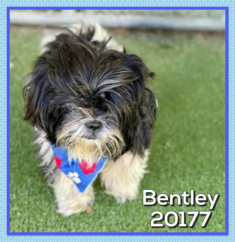 Bentley thumbnail 4