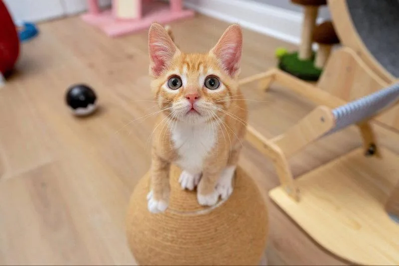 A young medium-sized male Tabby (Orange / Red) Tabby cat named Hickory for adoption in Knoxville, TN