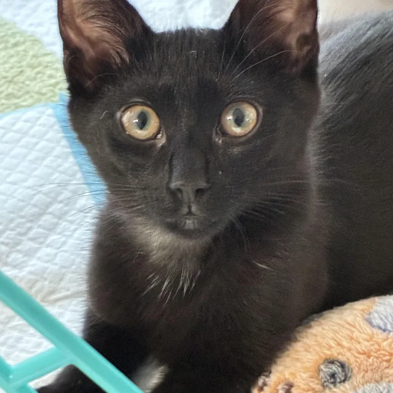 A baby medium-sized female Black Domestic Short Hair cat named Georgia for adoption in Roslyn Heights, NY