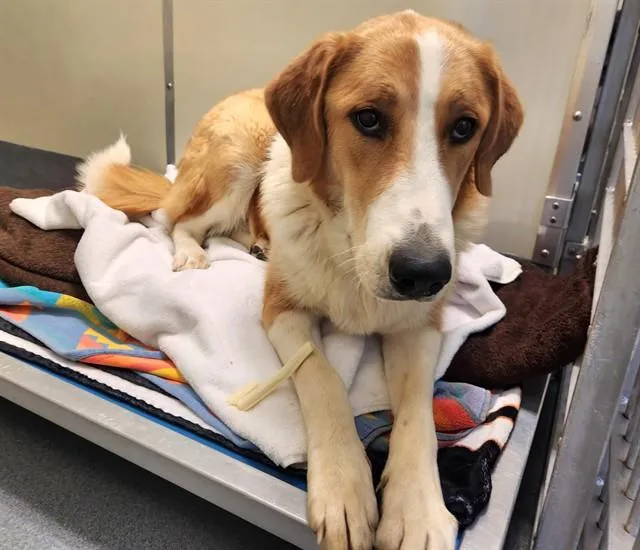 A young large-sized female Collie dog named Precious for adoption in St. Louis, MO