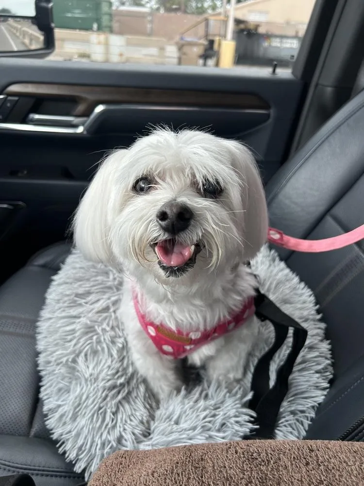 A senior small-sized female White / Cream Coton de Tulear dog named Bree for adoption in Orlando, FL