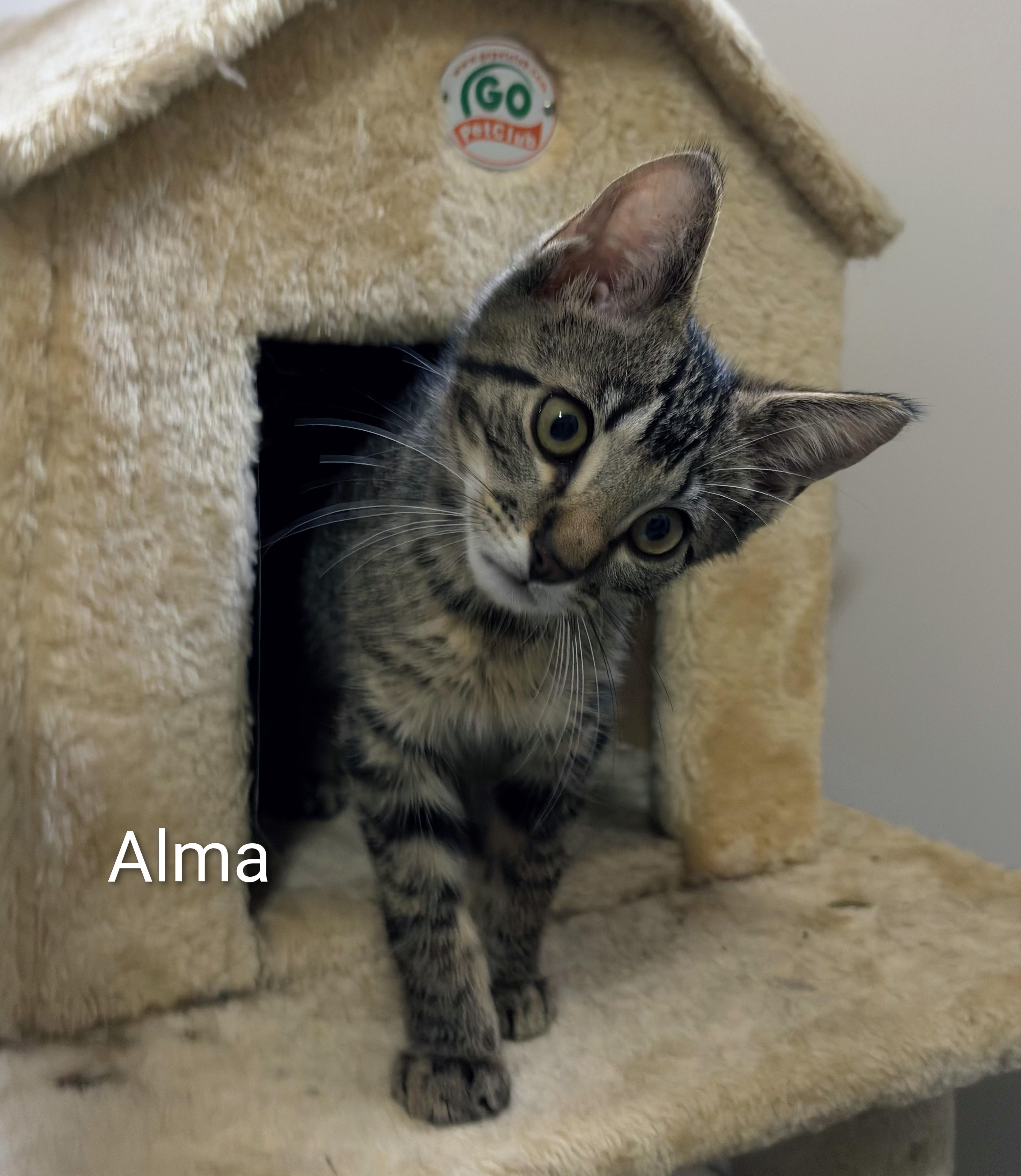 A baby small-sized female Tabby (Gray / Blue / Silver) Domestic Short Hair cat named Alma for adoption in Ridgewood, NY