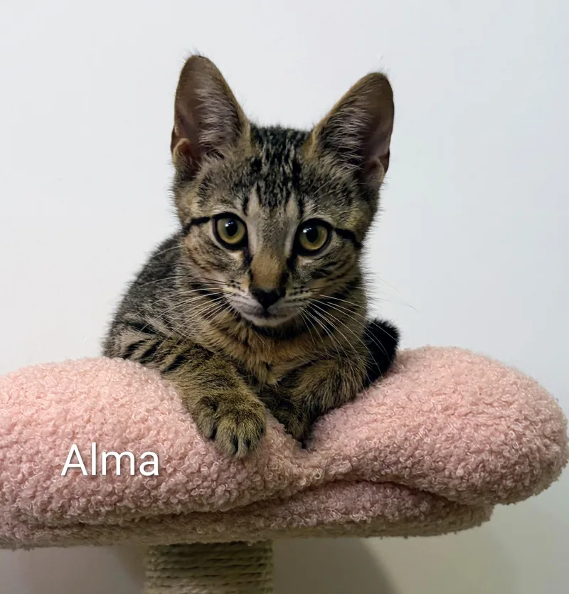 Alma thumbnail 3