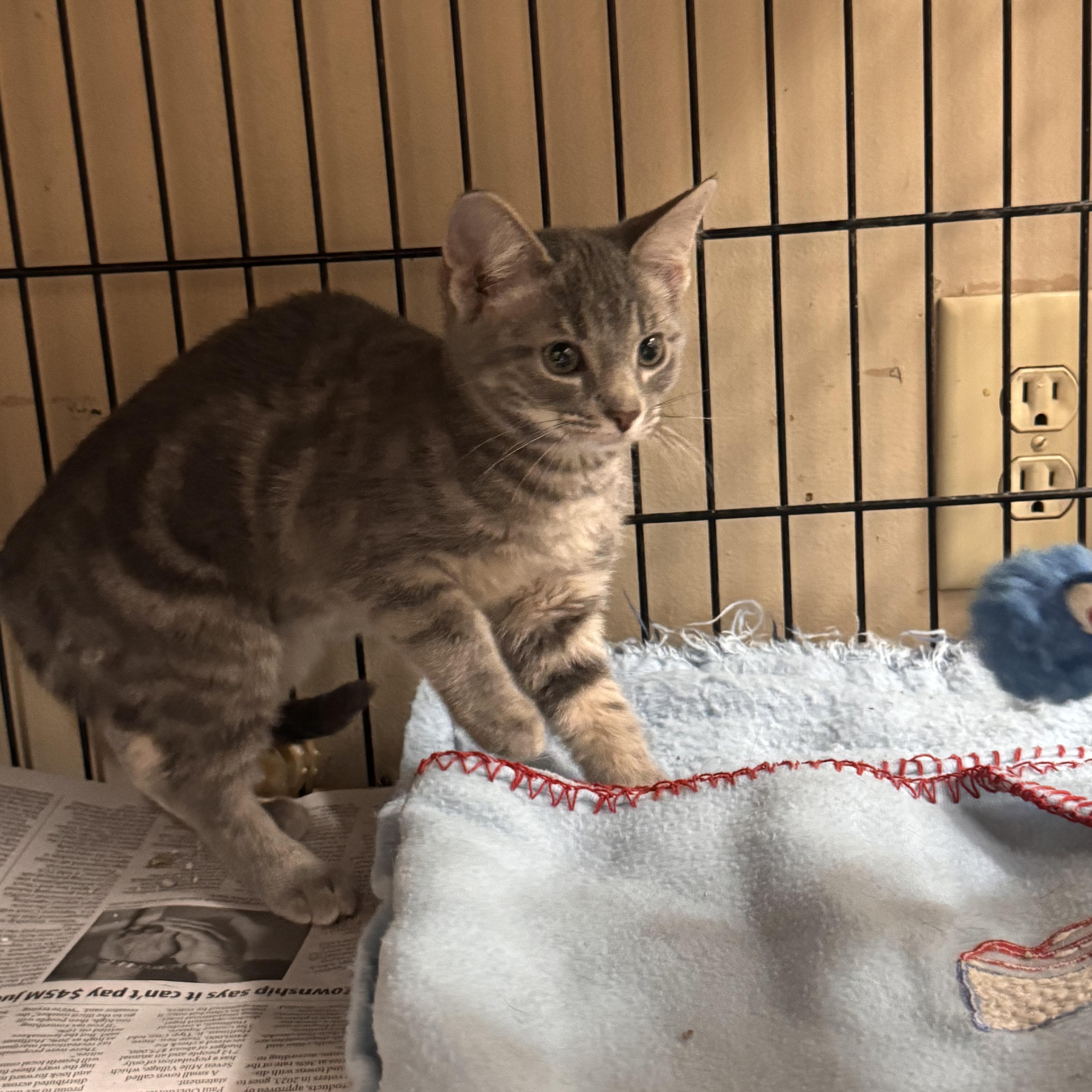 A baby medium-sized female Tabby (Gray / Blue / Silver) Domestic Short Hair cat named Eartha for adoption in Logan, OH