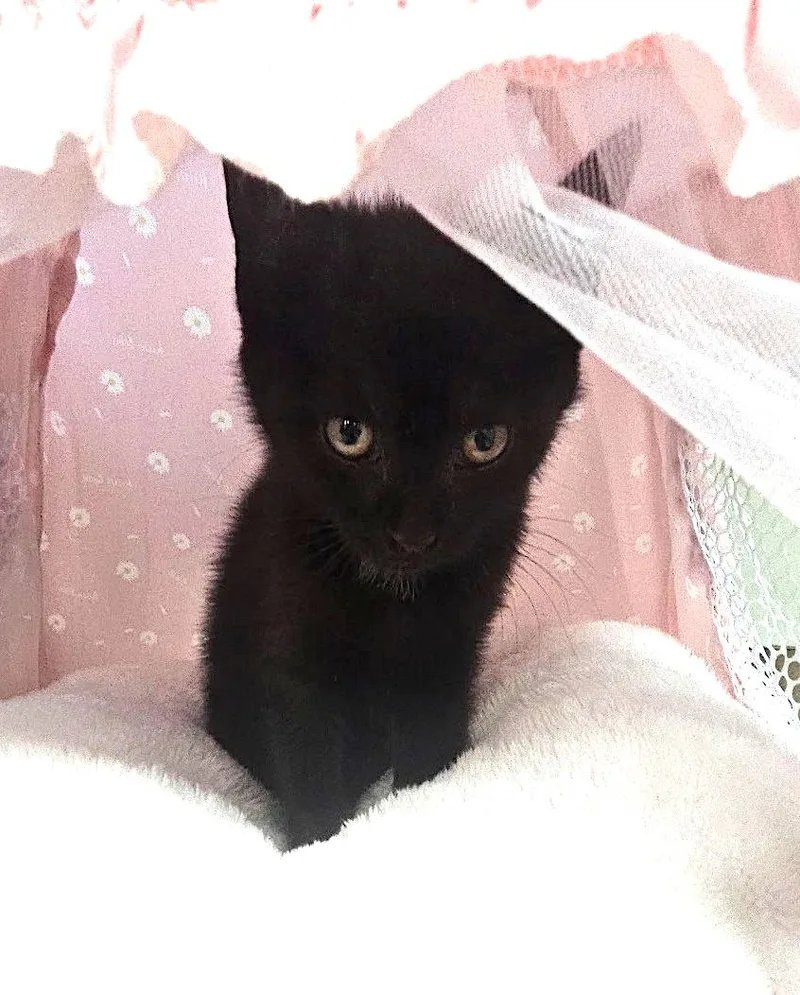 A baby medium-sized female Black Domestic Short Hair cat named Zelda for adoption in Albemarle, NC