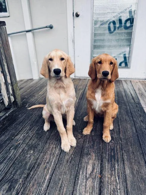 Penny And Sunny thumbnail 3