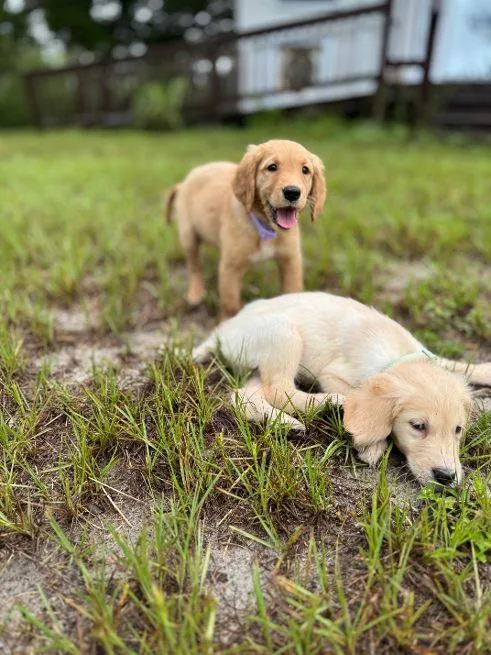 Penny And Sunny thumbnail 5