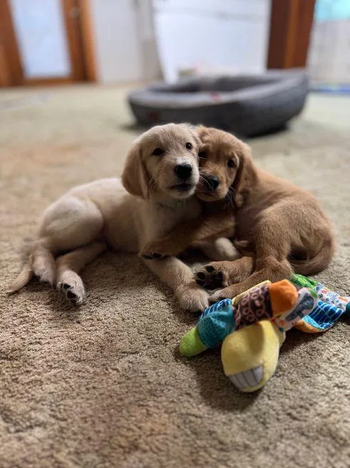 Penny And Sunny thumbnail 6