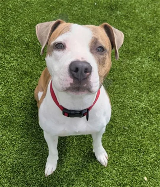 A young medium-sized female Pit Bull Terrier dog named Toadette for adoption in Toledo, OH