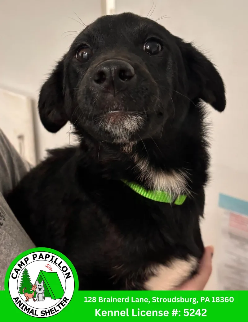 A young medium-sized male Mixed Breed dog named Donnatello for adoption in Stroudsburg, PA
