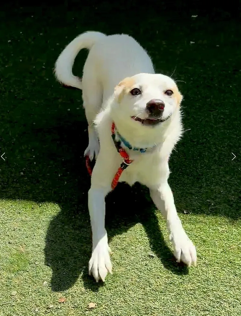 A young medium-sized male Apricot / Beige Cattle Dog dog named Sulley for adoption in Davis, CA
