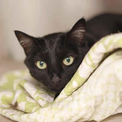 An adult small-sized female Black Domestic Short Hair cat named Lizzy for adoption in Atlanta, GA