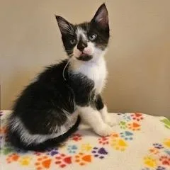 A young medium-sized male Black & White / Tuxedo Tuxedo cat named Oberon for adoption in Waxhaw, NC