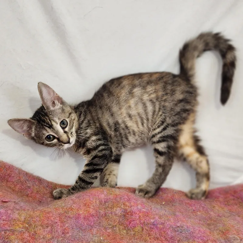 A baby small-sized female Tabby (Buff / Tan / Fawn) Domestic Short Hair cat named Loretta for adoption in New York, NY