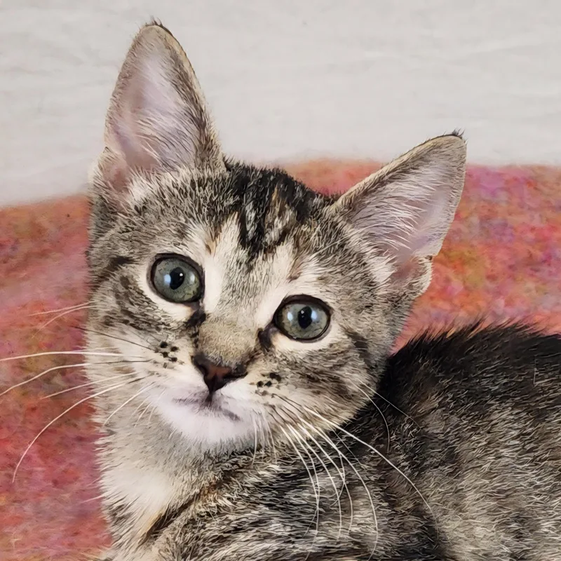 Loretta thumbnail 6