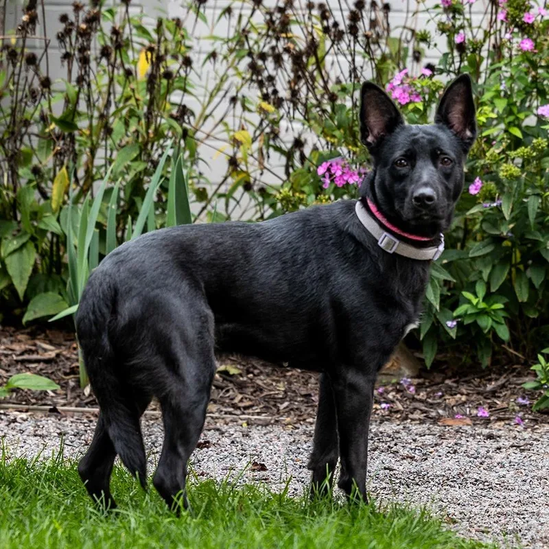 An adult medium-sized female German Shepherd Dog dog named Trixie for adoption in Council Bluffs, IA
