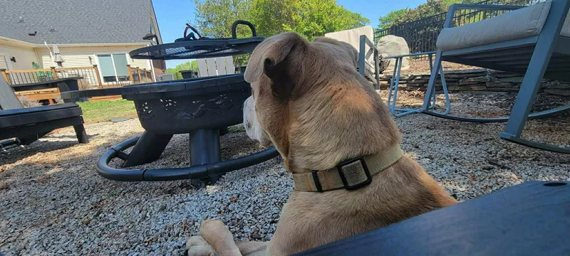 A young medium-sized male Pit Bull Terrier dog named Grasshopper for adoption in Holly Springs, NC