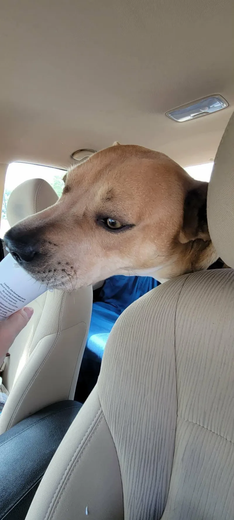 Grasshopper thumbnail 2