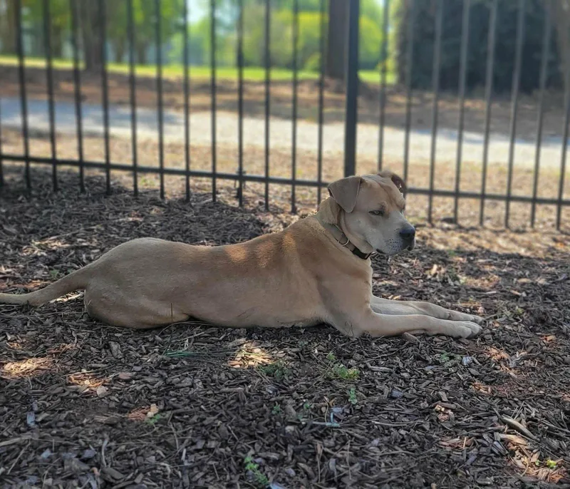 Grasshopper thumbnail 3