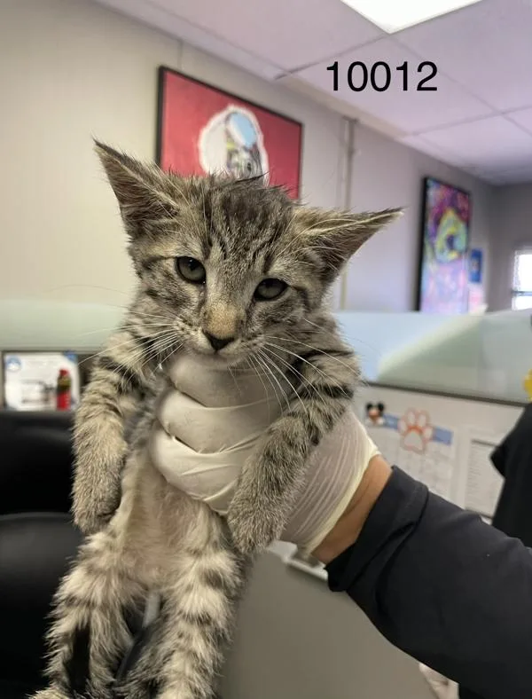 A baby medium-sized male Domestic Short Hair cat named Flash for adoption in Victorville, CA
