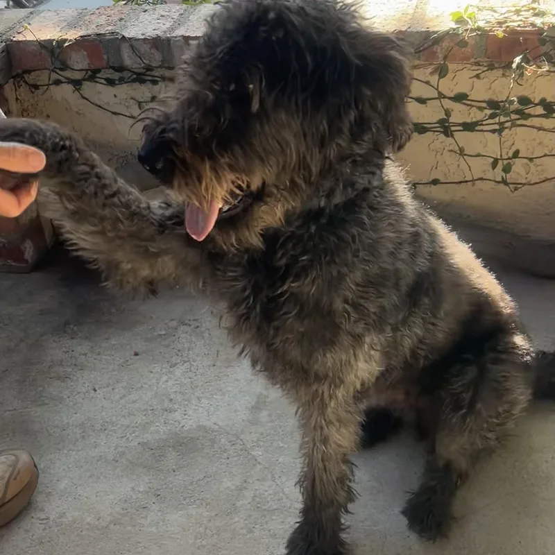 A young large-sized male Labradoodle dog named Riley for adoption in Oakland, CA