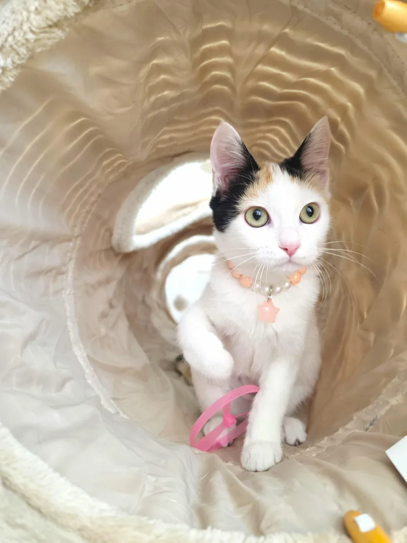 A baby small-sized female Calico Domestic Short Hair cat named Macaron for adoption in Orange, CA