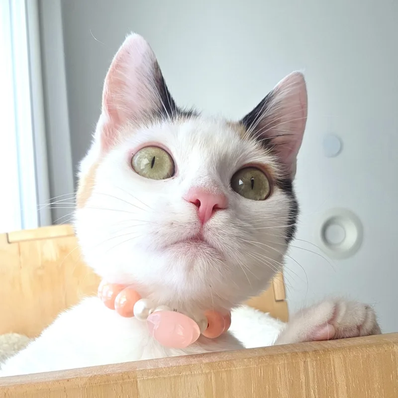 Macaron thumbnail 3