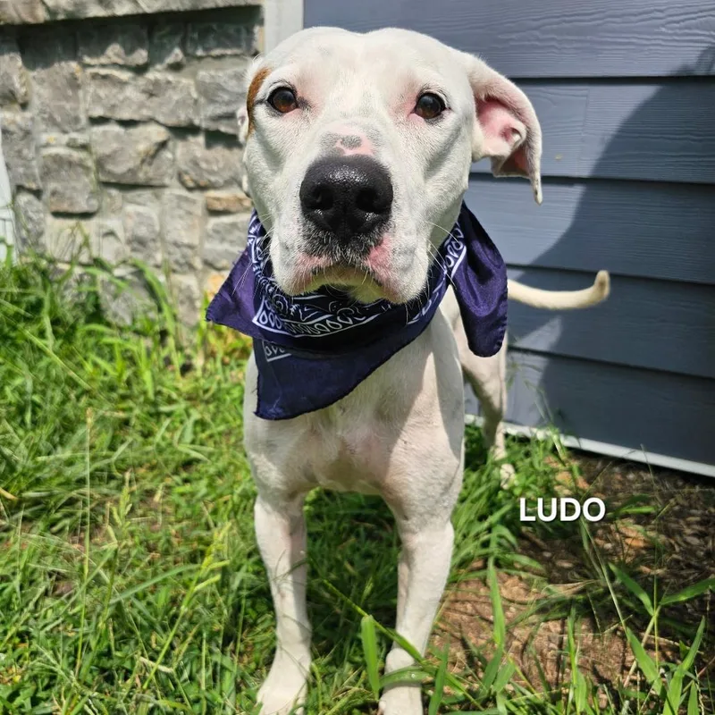 An adult medium-sized male White / Cream Pit Bull Terrier dog named Ludo for adoption in Madisonville, TN