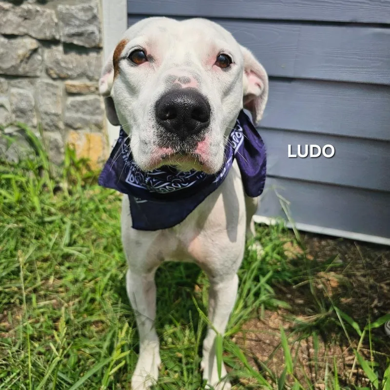 Ludo thumbnail 2