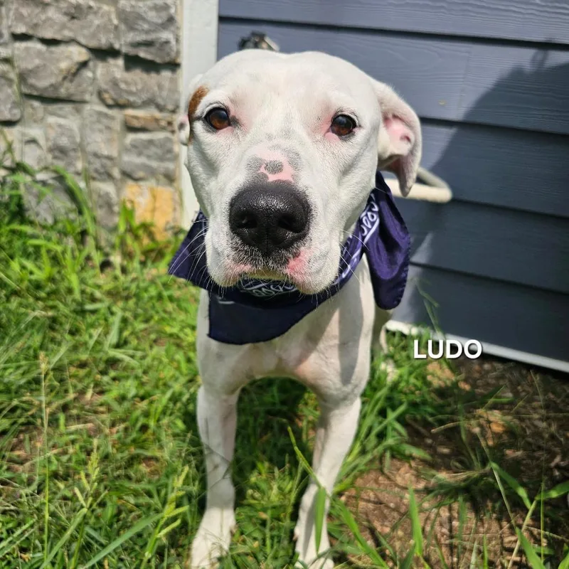 Ludo thumbnail 3