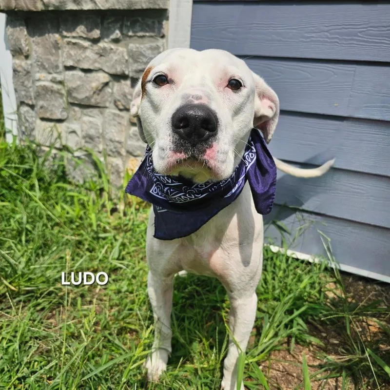 Ludo thumbnail 4